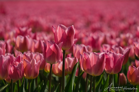 Tulpen van Flevoland