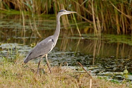 Blauwe Reiger