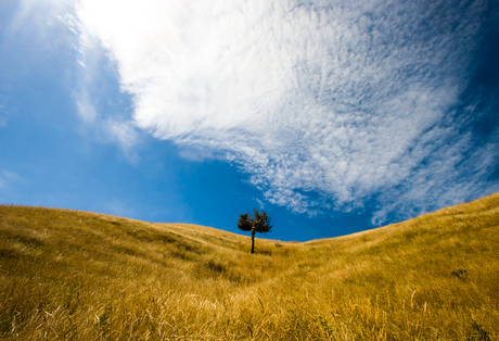 Lonely Tree