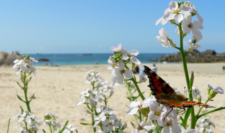 Zon, zee, strand en vlinders