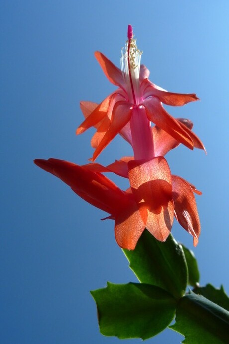 bloem van de lidcactus