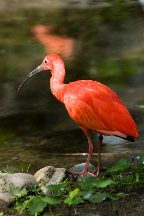 Emmen zoo