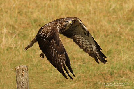 Buizerd