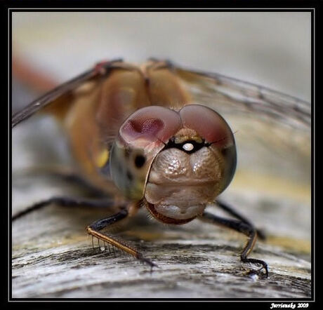 close-up heidelibel