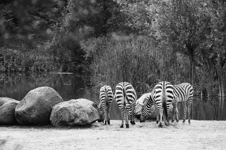 Zebra's