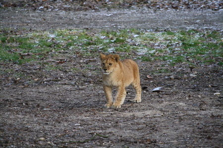Leeuwenwelp - Speelse welp in burgers bush, keek heel erg geinteresseerd naar een van de andere leeuwen. - foto door jaapandre op 31-01-2009 - deze foto bevat: dierentuin, leeuw, arnhem, welp