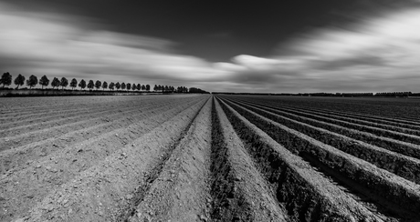 Aardappelruggen in zwart-wit
