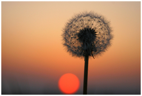 Sunset Flower