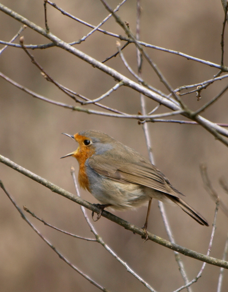 Roodborst