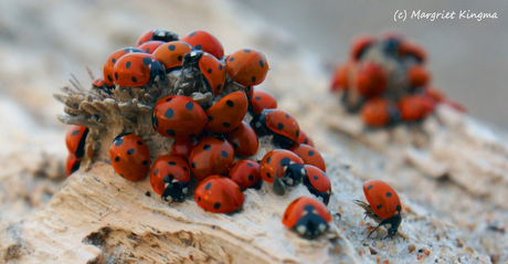 Ladybirds