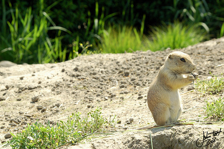 Prairie honden