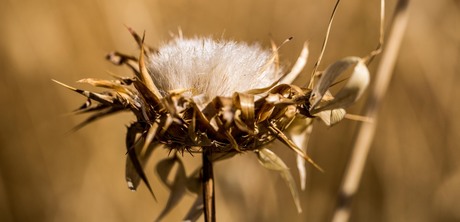 Bloemetje