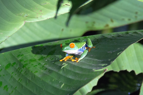 RoodoogBoomkikker Costa Rica