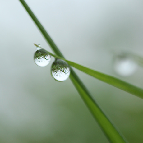 Druppeltjes aan een grassprietje.jpg