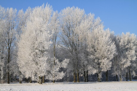 IJskoud mooi