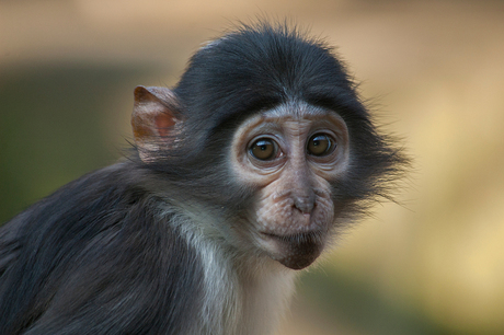 Witkruinmangabey