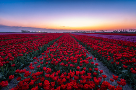 tulpen na zonsondergang