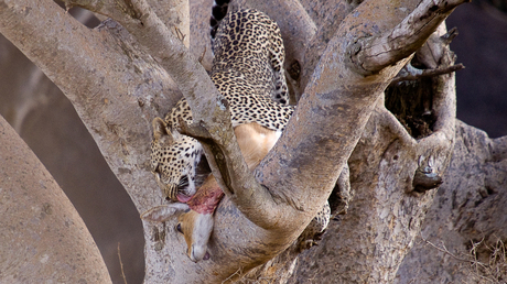 Luipaard met prooi in Serengeti