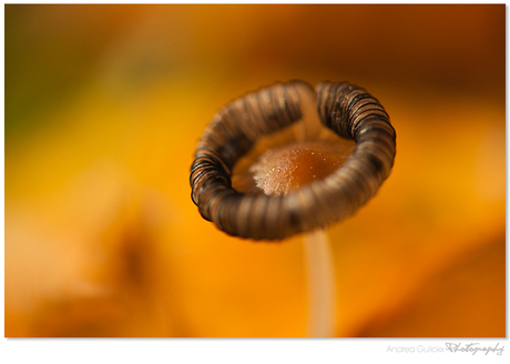 Fungi floating on colours