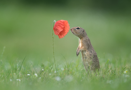 Geur van de Lente