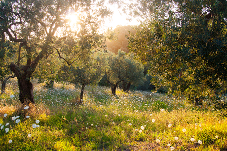 Landscape, Olivetree