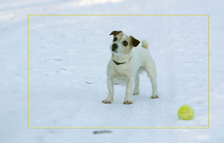 Sneeuwbal in herhaling