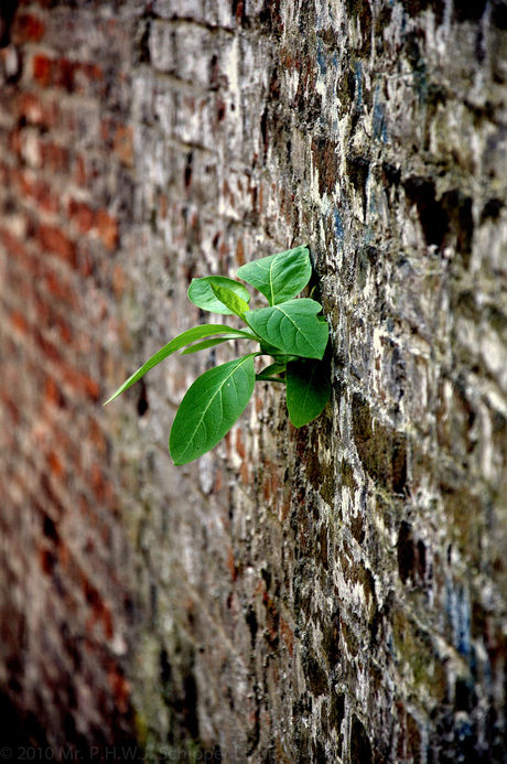 Green Power