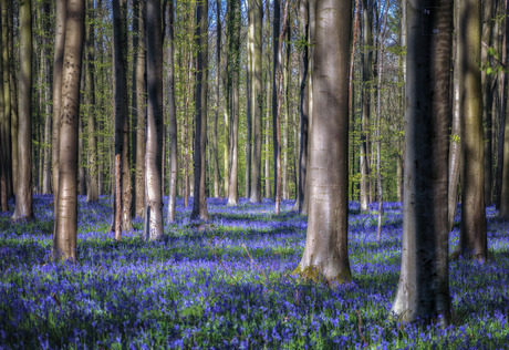 Bluebells