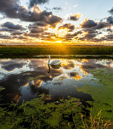 Prachtige zwaan tijdens een fraaie zonsonderganf