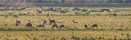 Oostvaardersplassen