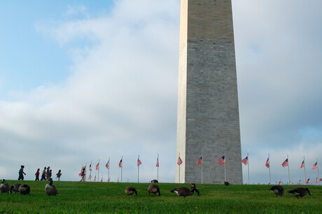 Vogels ontwaken bij Washington Monument