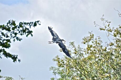 reiger in 'vogelvlucht'