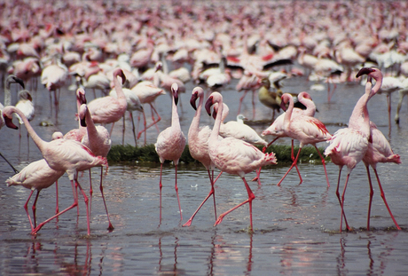 Roze meer ... meer roze