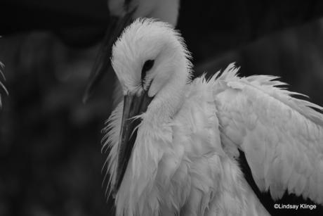 ooievaar in natuurpark Frankrijk