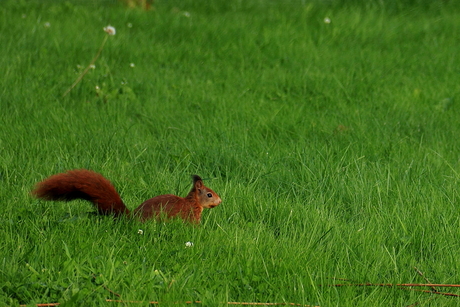 Eekhoorn in het gras