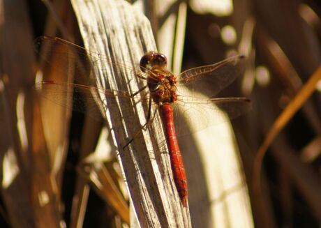 Libelle