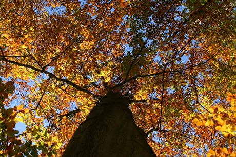 Oranje boom