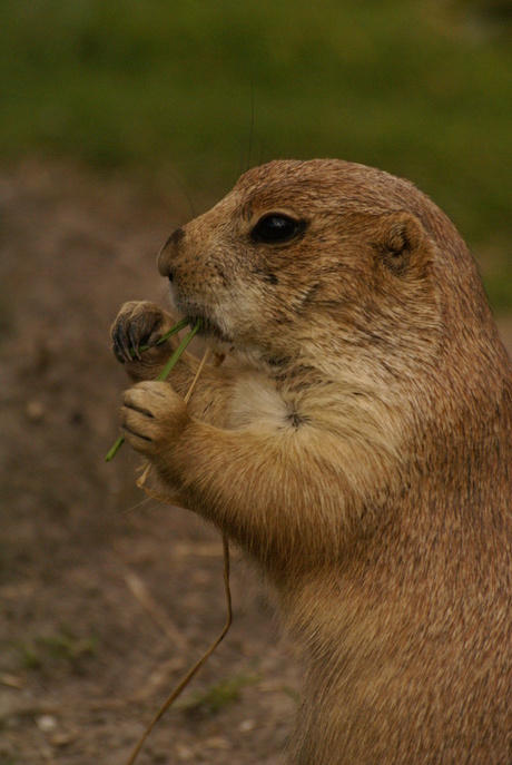 prairiehondje