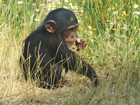 kleine chimpansee