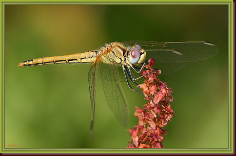 Sympetrum fonscolombii