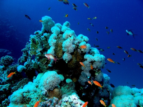 koraaltuinen