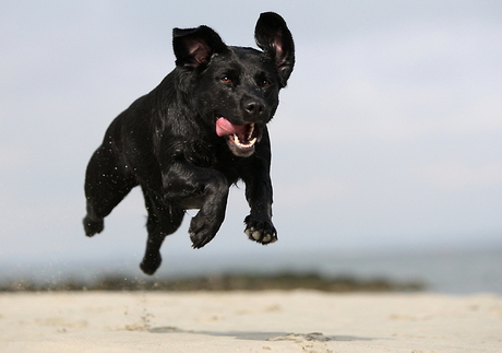 Labrador in actie