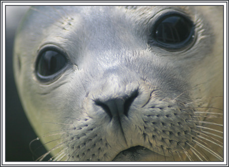 Zeehondencreche Pieterburen