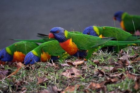 Rainbow lorikeets