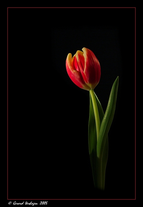 Tulp 01