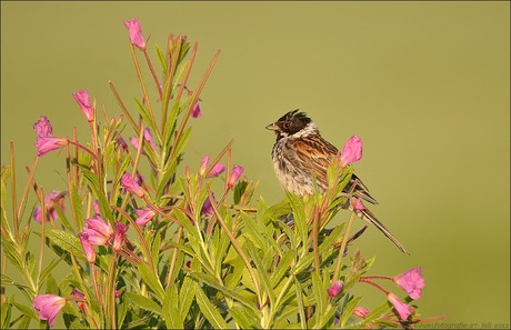 rietgors tussen de blomkes.