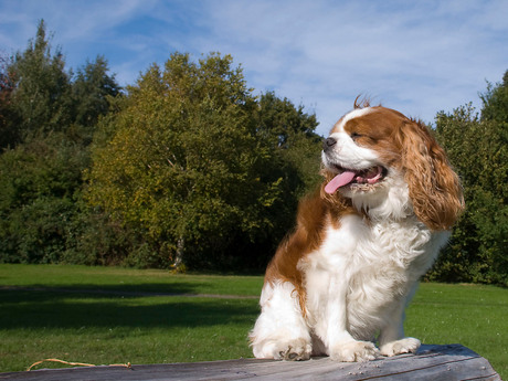 Clint in het park