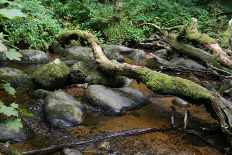 Becky Falls Engeland 2