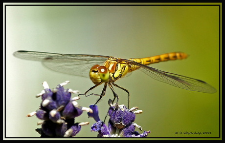 Libelle op Lavendel 3