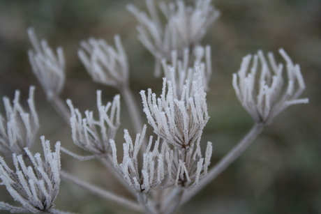 Frozen Flower